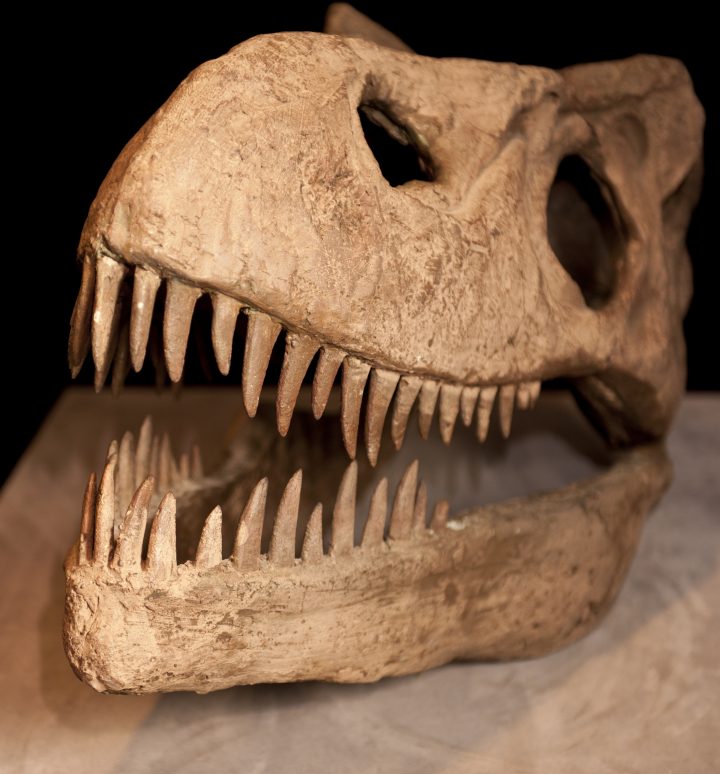 Reading the Fossil Record: Why Data and Machine Learning Tell Us Less Than We Think
